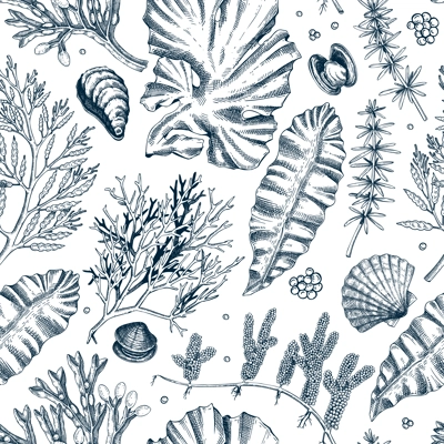 Sea life background. Edible seaweed seamless pattern. Hand-drawn kelp, kombu, wakame, hijiki, sea shells illustrations. Underwater plants and algae sketches. For print, menu design or fabrics